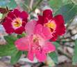 Merveille des Rouges rose photo