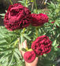 Carol peony photo