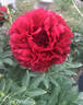 Carol peony photo