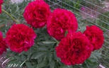 Carol peony photo