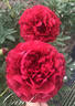 Carol peony photo