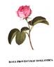 <i>Rosa centifolia</i> var. <i>hollandica</i> rose photo
