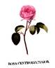 Centifolia Major rose photo