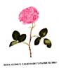 <i>Rosa omnium calendarum flore pleno carneo</i> rose photo