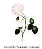 <i>Rosa omnium calendarum flore albo</i> rose photo