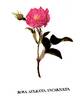 <i>Rosa alba aculeata incarnata</i> rose photo
