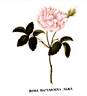 <i>Rosa damascena alba</i> rose photo