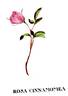 R. cinnamomea rose photo