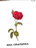 R. cinnamomea plena rose photo
