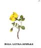 <i>Rosa lutea</i> Mill. synonym rose photo