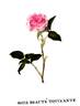 Beauté Touchante rose photo