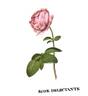 Delectante rose photo