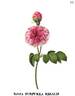 Purpurea regalis rose photo