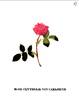 Centifolia von Carlsruhe rose photo