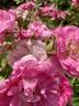 Morden Centennial rose photo