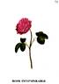 Incomparable rose photo