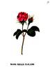 Belle Parade rose photo