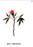 R. virginiana rose photo