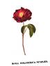 <i>Rosa holoserica simplex</i> rose photo