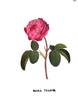 Centifolia Major rose photo