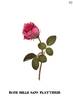 Belle sans flatterie rose photo