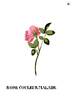 Couleur malade rose photo