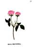 <i>Rosa centifolia prolifera</i> rose photo