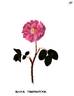 Ma mignonne rose photo