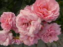 Calypso rose photo