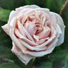 Comtesse de Noghera rose photo