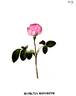 Ma favorite rose photo