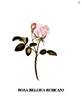 Blush Belgic rose photo