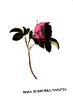 Purpurea maxima rose photo