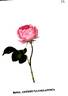 Rosa altissima hollandica rose photo