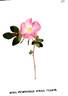 <i>Rosa pimpinellifolia major</i> rose photo