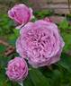 Lavender Ice rose photo
