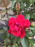 Como Park rose photo