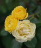 Walking On Sunshine rose photo