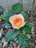 Rose de Cornouaille ® rose photo
