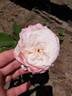 Kisme rose photo