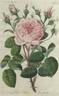 Kaiser Centifolie rose photo