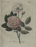 Vilmorin rose photo