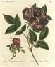 <I> Rosa X odorata</I> rose photo