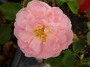 Maria Theresia rose photo