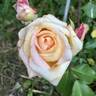Madame Jules Gravereaux rose photo