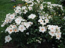 Yèvre-le-Châtel ® rose photo