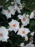 Yèvre-le-Châtel ® rose photo