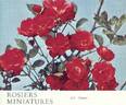 Cameo rose photo