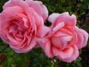 Special Anniversary rose photo