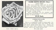 Dame Edith Helen rose photo